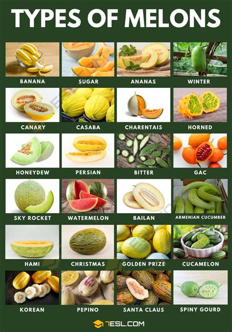 melonstu|A Guide to Types of Melons